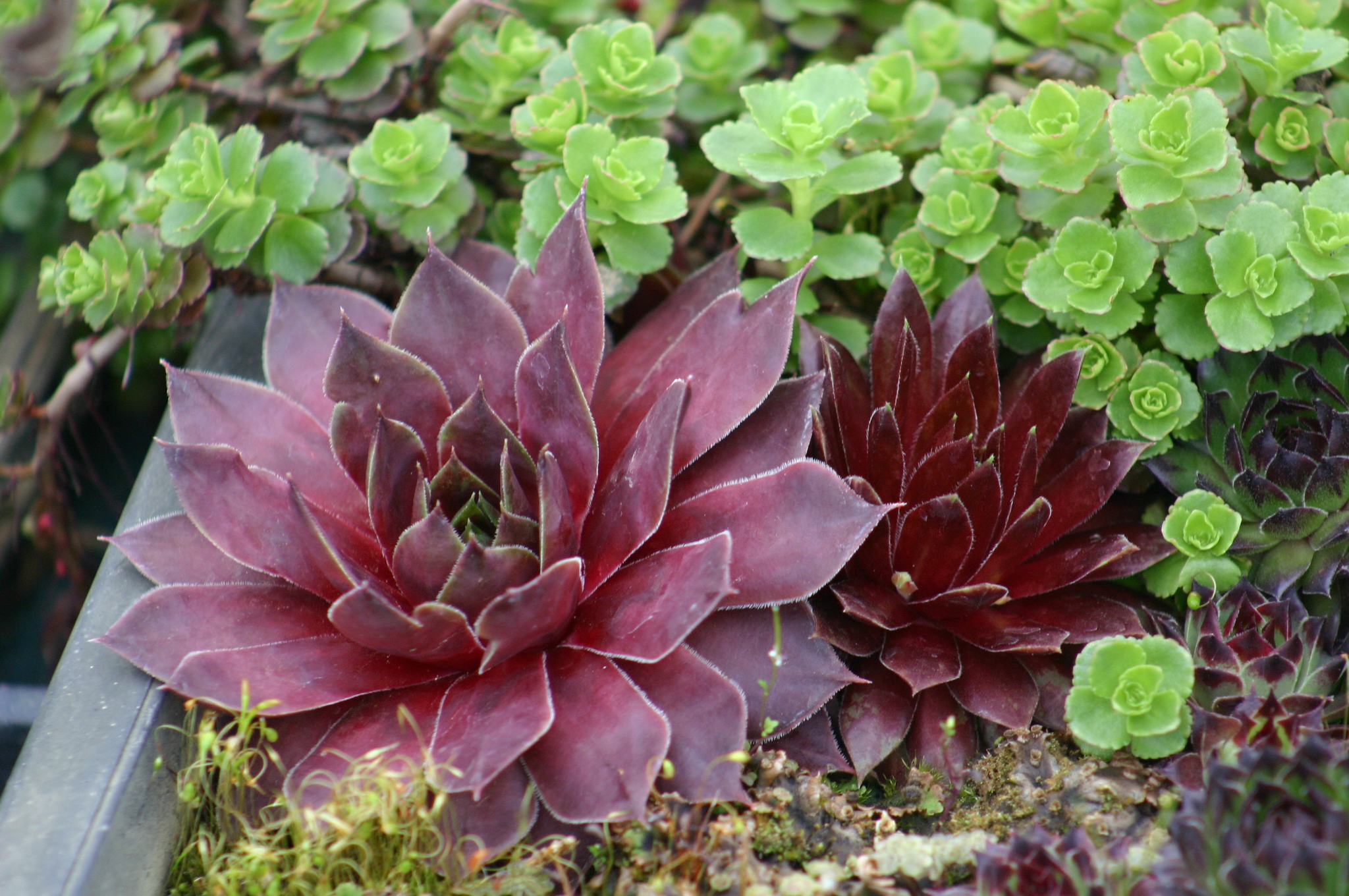 Sempervivum 'Rubin'